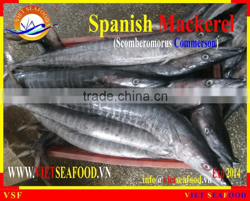 FROZEN SPANISH MACKEREL WHOLE ROUND
