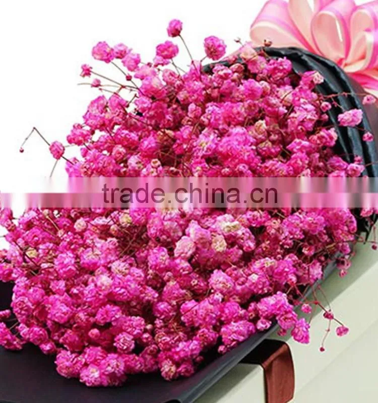 Excellent quality best selling fresh excellent quality fresh gypsophila