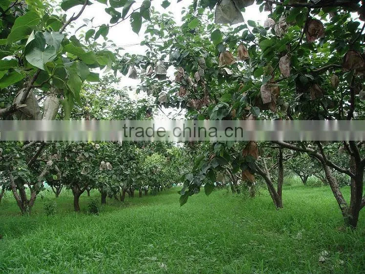 New crop of fresh ya pear for bulk purchase