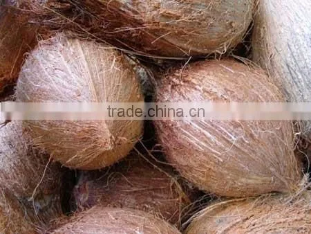 Mature coconut supplier