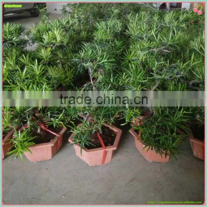 Podocarpus Macrophyllus for Decoration S shape