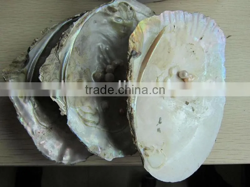 Natural chinese freshwater shell with pearls