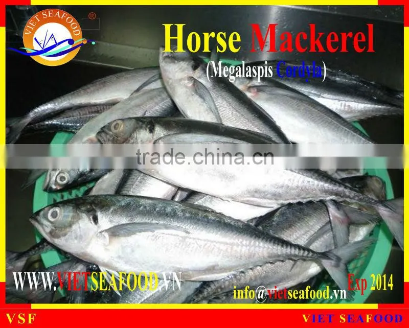 FROZEN W/R HORSE MACKEREL