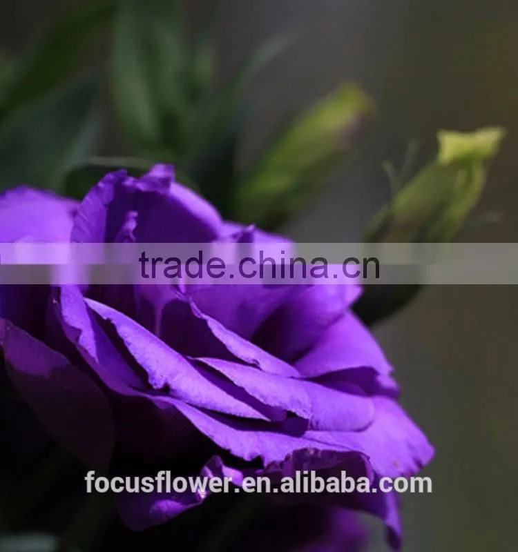 Cut Fresh Purple Eustoma Flowers For Gifts