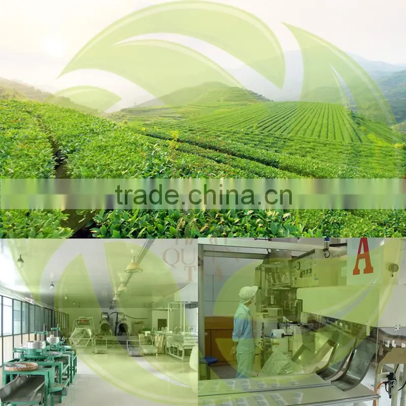 Premium Chinese henan province sharp green tea xinyang souchong maofeng tea xinyangmaojian green tea