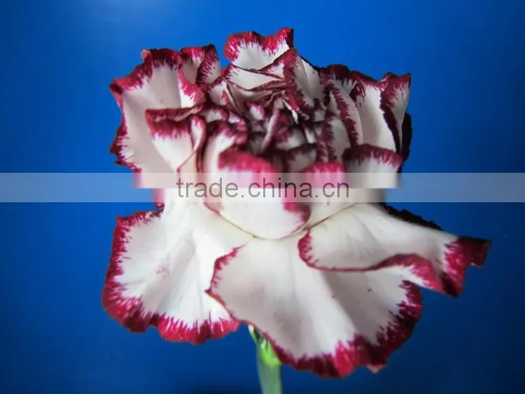 Alibaba china crazy selling fresh cut carnation flower for wholesale