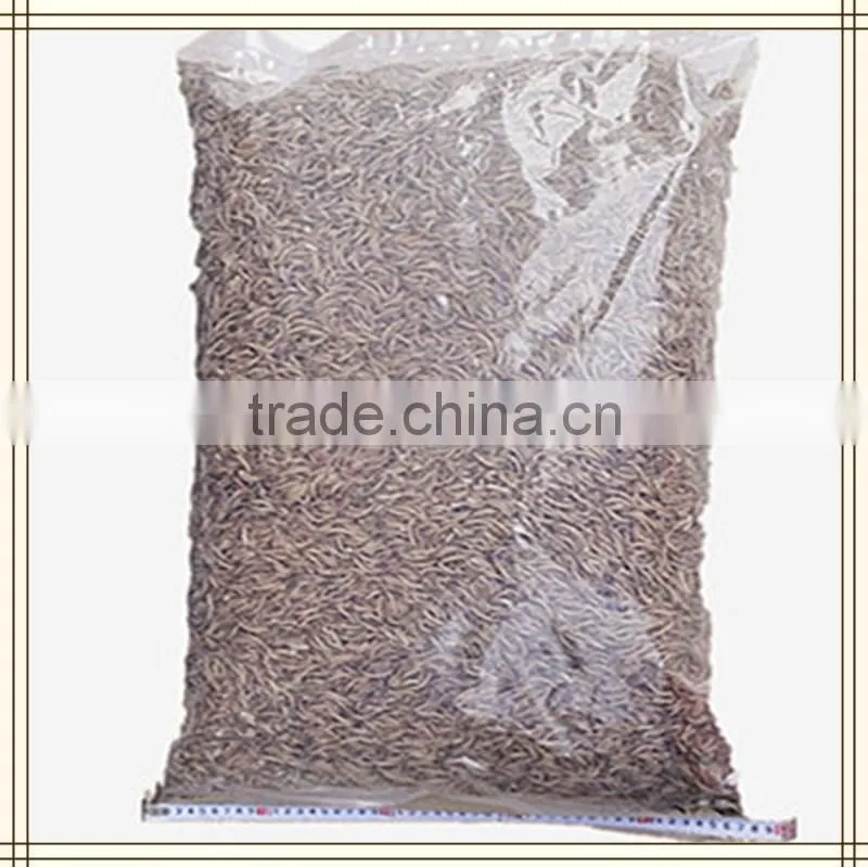 feeding bluebirds dried mealworms bulk