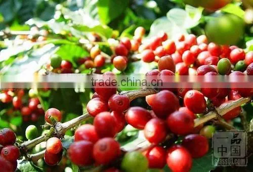 Hogood Agglomerated coffee