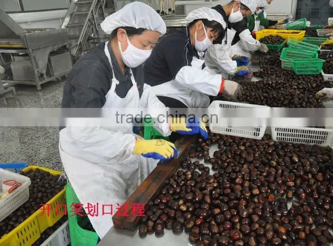 Quick Freezing Organic Roasted Chestnuts with Shell
