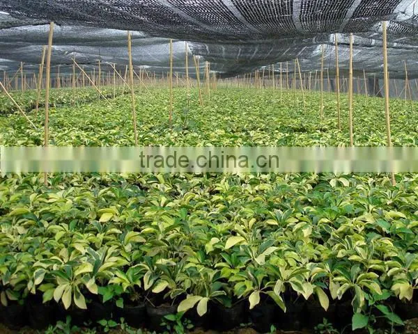 evergreen foliage outdoor landscaping decorative ornamental plants Schefflera octophylla (Lour.) Harms