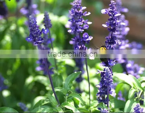 Clary Sage Extract