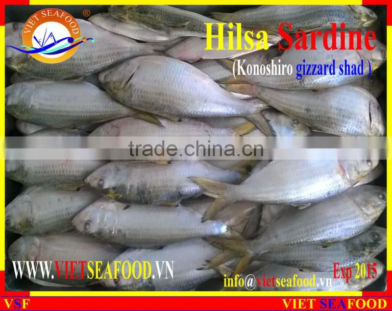 FROZEN DOTTED GIZZARD SHAD FISH