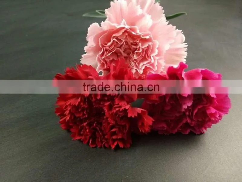 Wedding Decoration Centerpieces Fresh Cut Flower Carnation Exporting From Yunnan