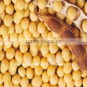 Organic Soybeans