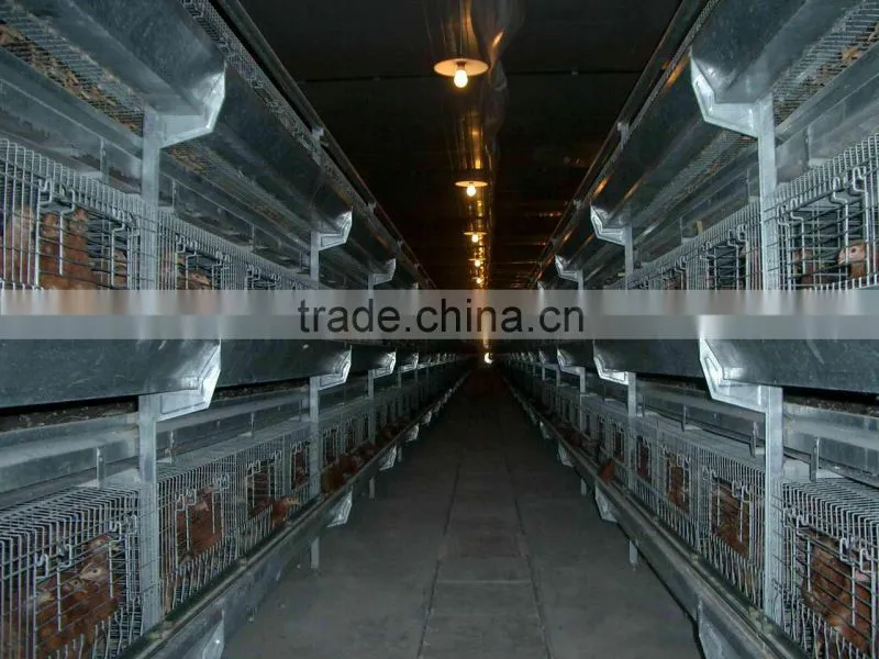 H Frame Pullet Raising System