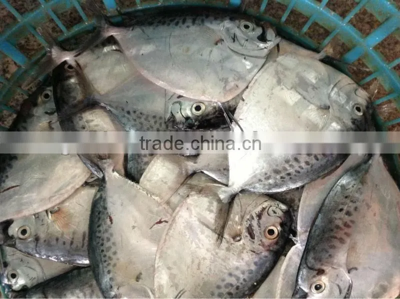 moon fish size 100-150g/pcs