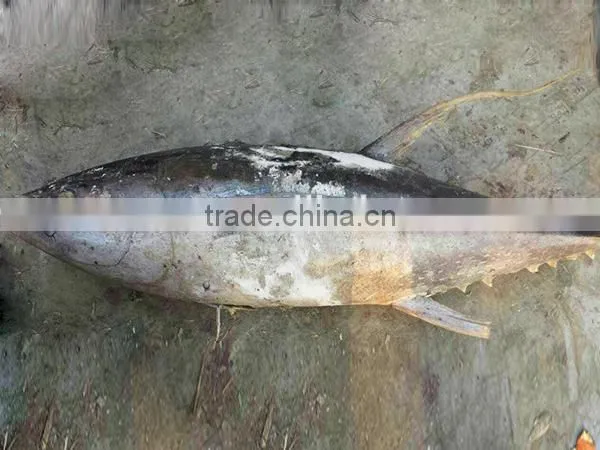 new sea frozen yellow fin tuna 3-9kg exports
