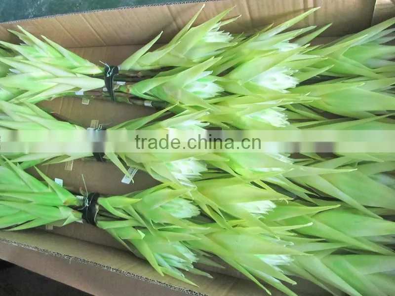 silk tropical flower tropical presentation