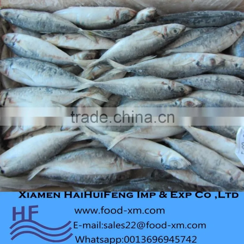 frozen indian mackerel exporter sell horse mackerel