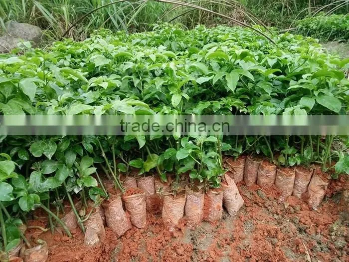 Passion fruit tree seedling