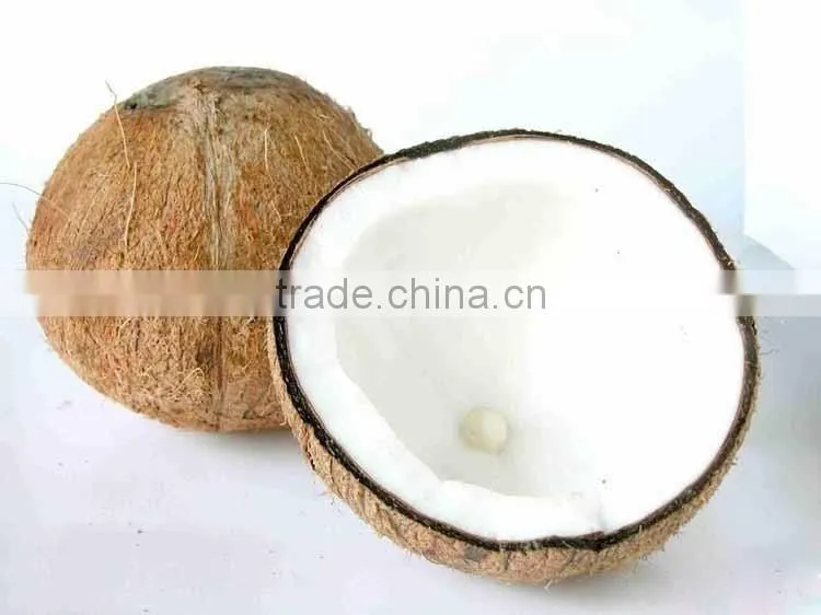 Coconut seedling