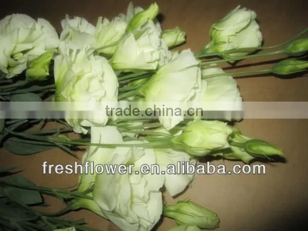 Fresh cut flowers named Eustoma