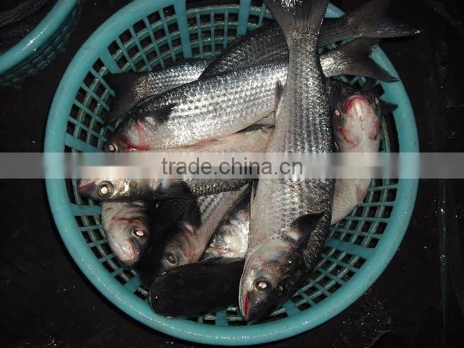 frozen grey mullet with small size