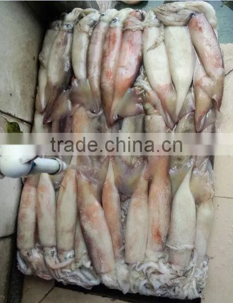 Frozen Whole Round Squid Todarodes Pacificus