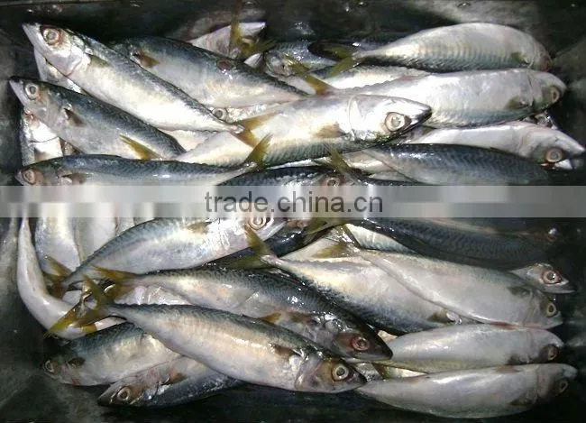 Frozen Pacific mackerel fish seafrozen for common use