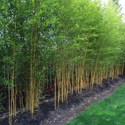 how to use bamboo as a fence (4)