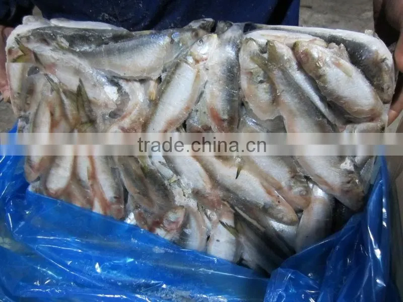 frozen sardine fish