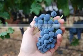 garpe stemmer and grape crusher with factory price