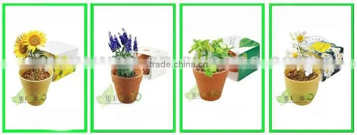 Mini garden,Little garden.Mini plant