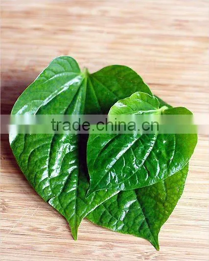 Betel Leaf Oil Natural