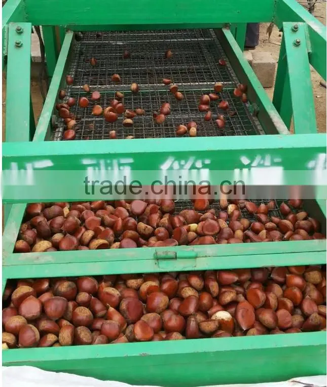 40-50, 50LB gunny bag chinese fresh chestnuts wholesale chestnut
