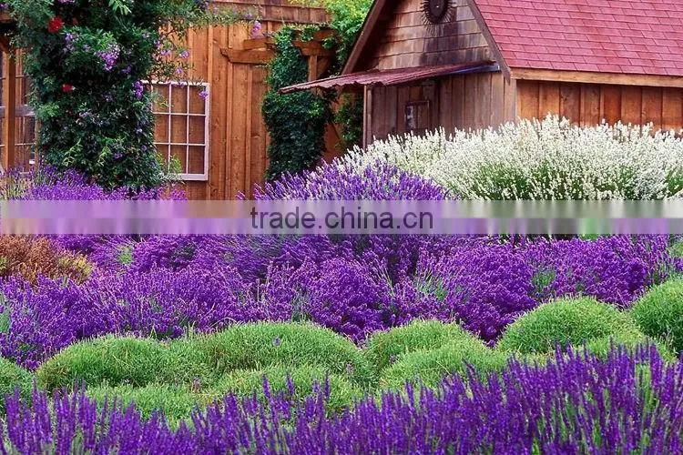 Natural and Pure Lavendar Essential Oil