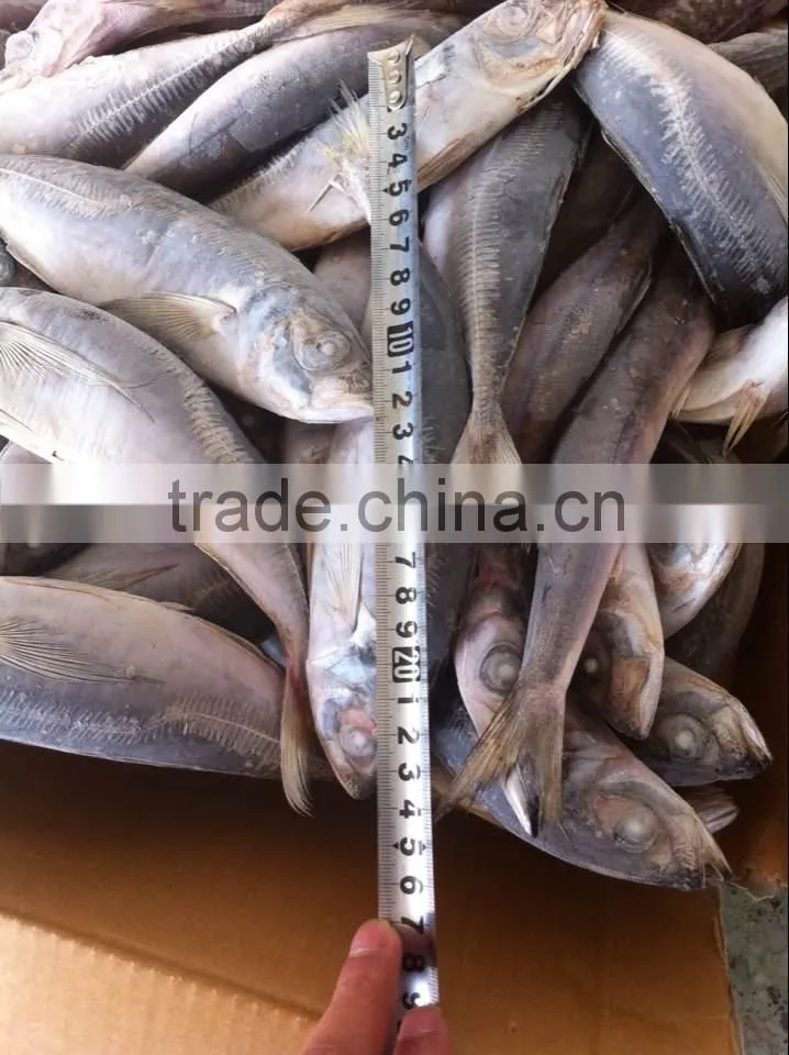 Frozen horse mackerel