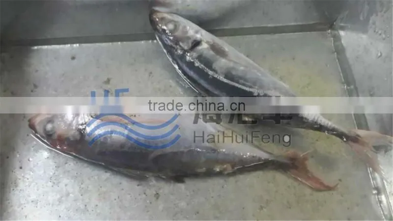 2016 New species red tail fish horse mackerel in stock