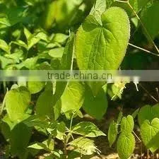 Hot Product Penis Herbal Medicine Horny Goat weed Extract Horny Goat weed Powder