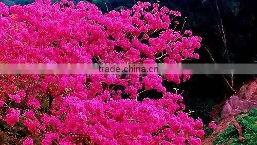 Tabebuia pentaphylla