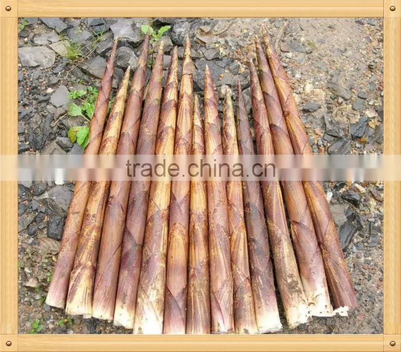 Bamboo Shoot