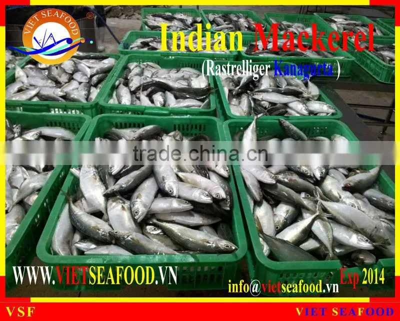 FROZEN W/R INDIAN MACKEREL