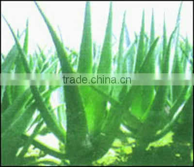 1.5D *38mm Aloe fiber new material Functional fiber