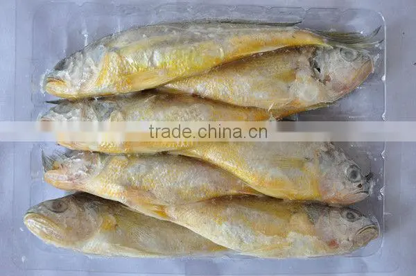 China made Frozen yellow croaker