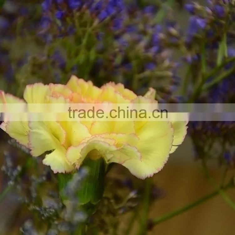 Quality top sell cheap flower carnation flower