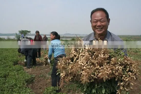 Best quality peanuts in shell 30kg/bag for sale with lowest price
