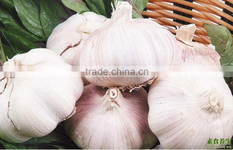 2016FRESH GARLIC