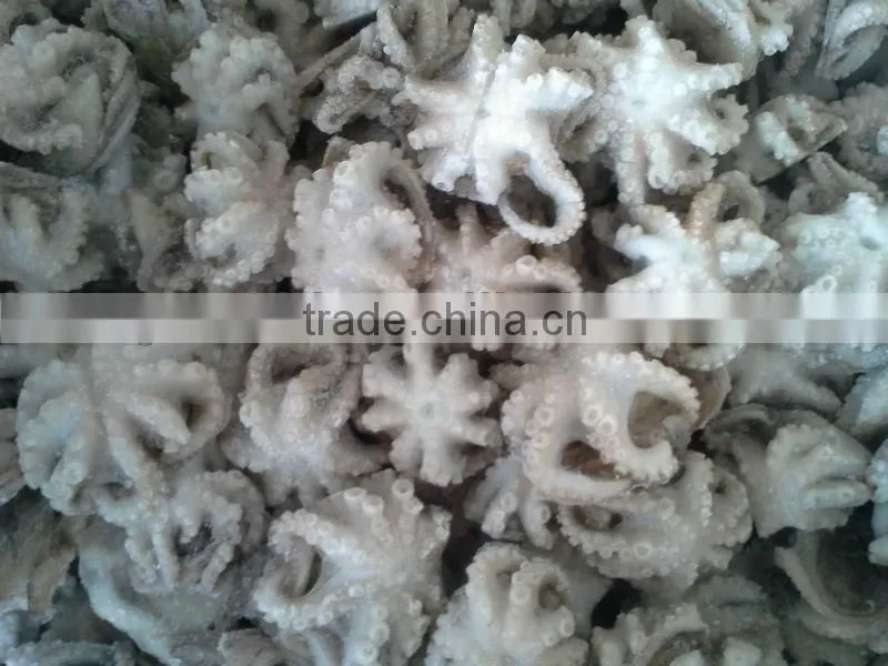 2016 Frozen baby octopus 20-60g/pcs for sale