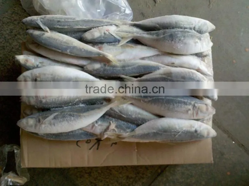 New Harvest Frozen Whole Round Horse Mackerel fish