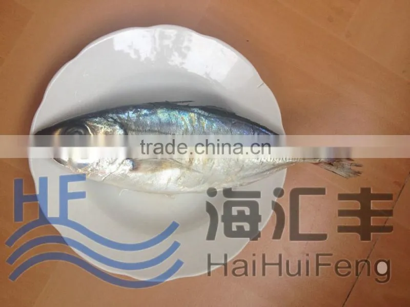 2016 New season frozen horse mackerel BQF